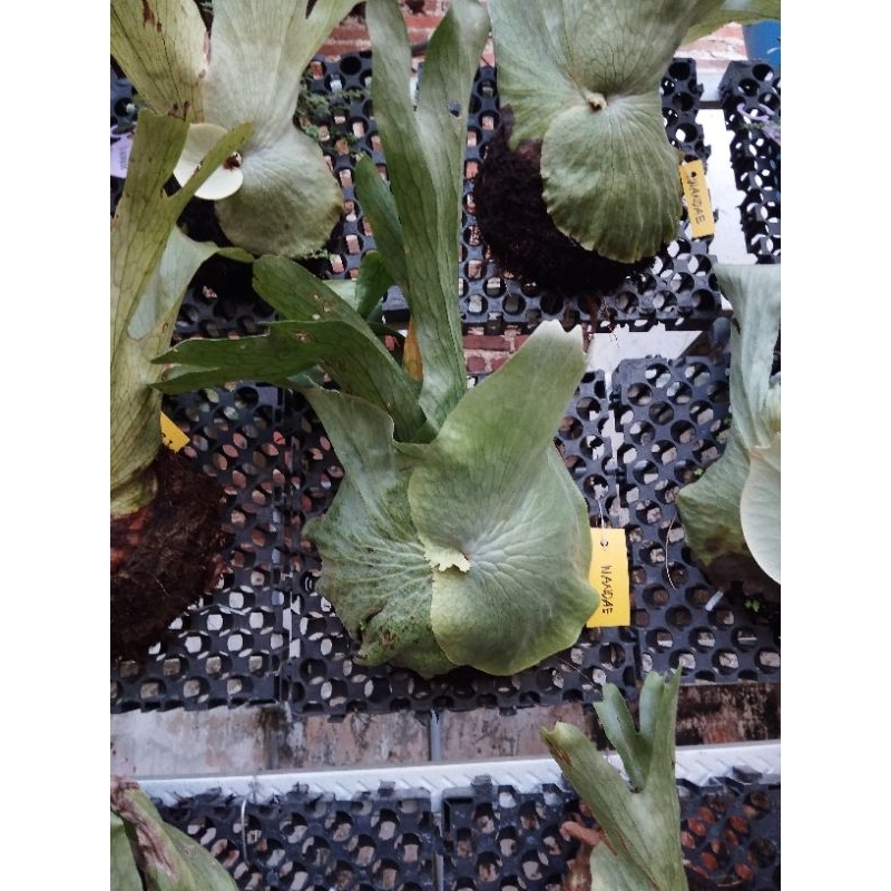 platycerium wandae papua