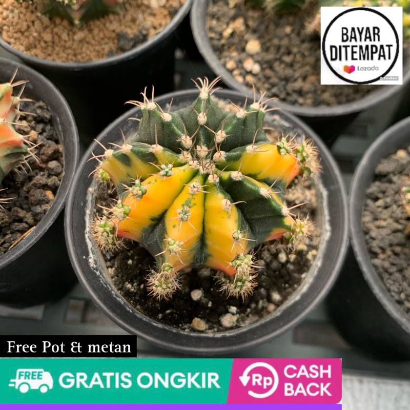 tanaman kaktus hidup gymno taiwan clone