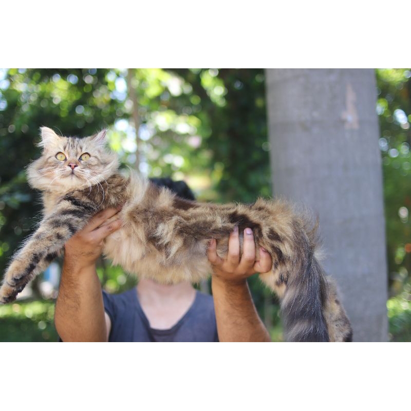 kucing mainecoon jantan bigbone ganteng