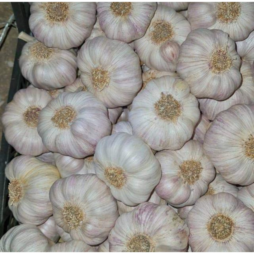 

[1 KG] BAWANG PUTIH SINCO SICO KUPAS BERSIHAN TERMURAH