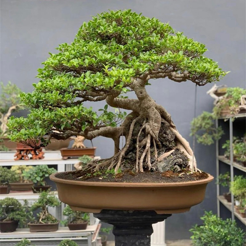 Bonsai Kimeng Juara koleksi sultan beringin kimeng ficus kimeng