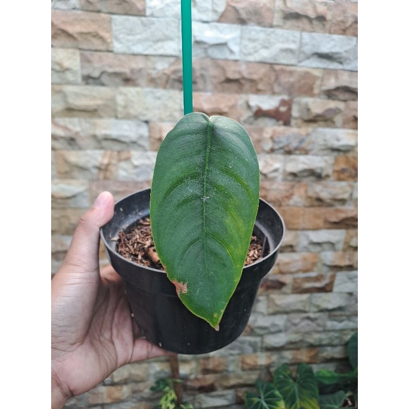 Philodendron Sharoniae
