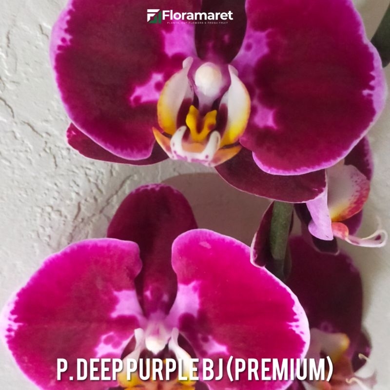 Anggrek Bulan Taiwan Berbunga Deep Purple Premium
