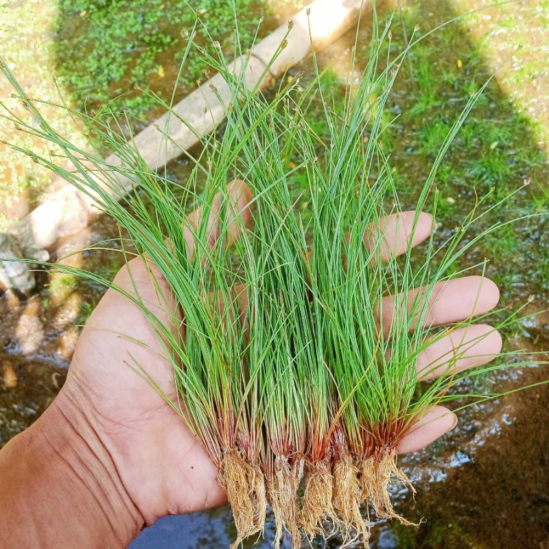 Eleocharis Vivipara / Umbrella Hairgrass Tanaman Aquascape