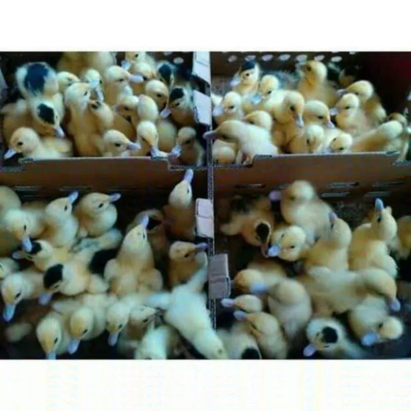 Bibit Bebek Entok - Doe Bebek Entok kusus Instan