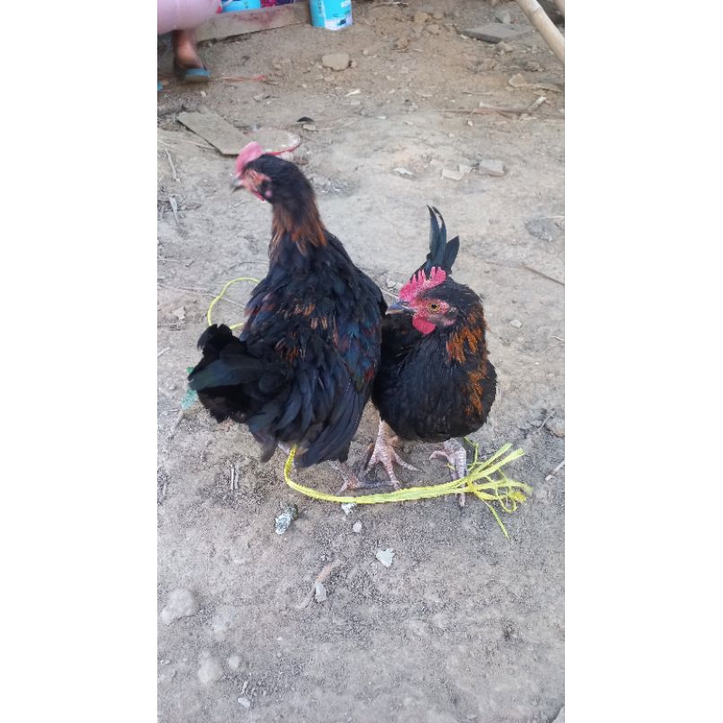 

Ayam Kampung