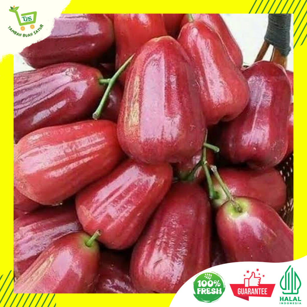 

JAMBU CITRA | JAMBU AIR (KHUSUS SAMEDAY DAN INSTAN)