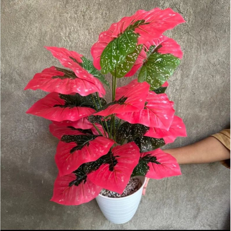 Aglonema Merah Dan Keladi Putih Jumbo Pohon Articial