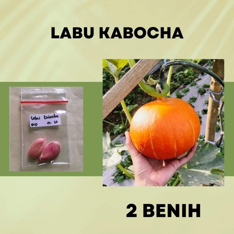benih labu kabocha benih sayuran import