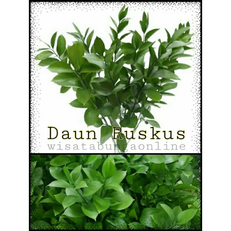 Bibit Tanaman Hias Daun Ruskus