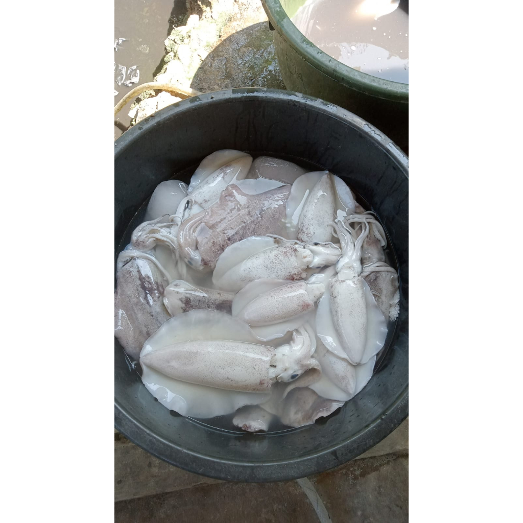 

Blakutak/Sotong/Semampar Ukuran Besar Fresh