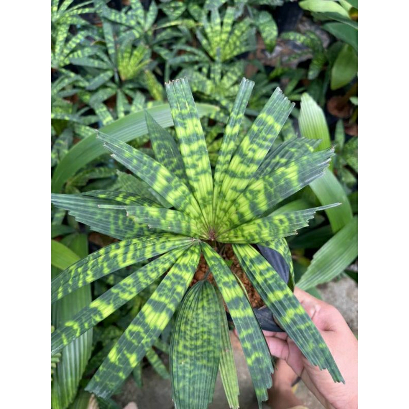 licuala mapu jari sembilan