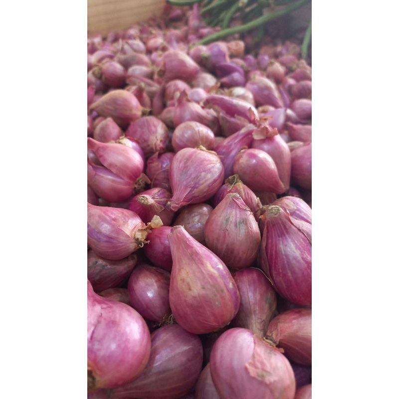 

BAWANG MERAH / BAWANG MERAH BREBES