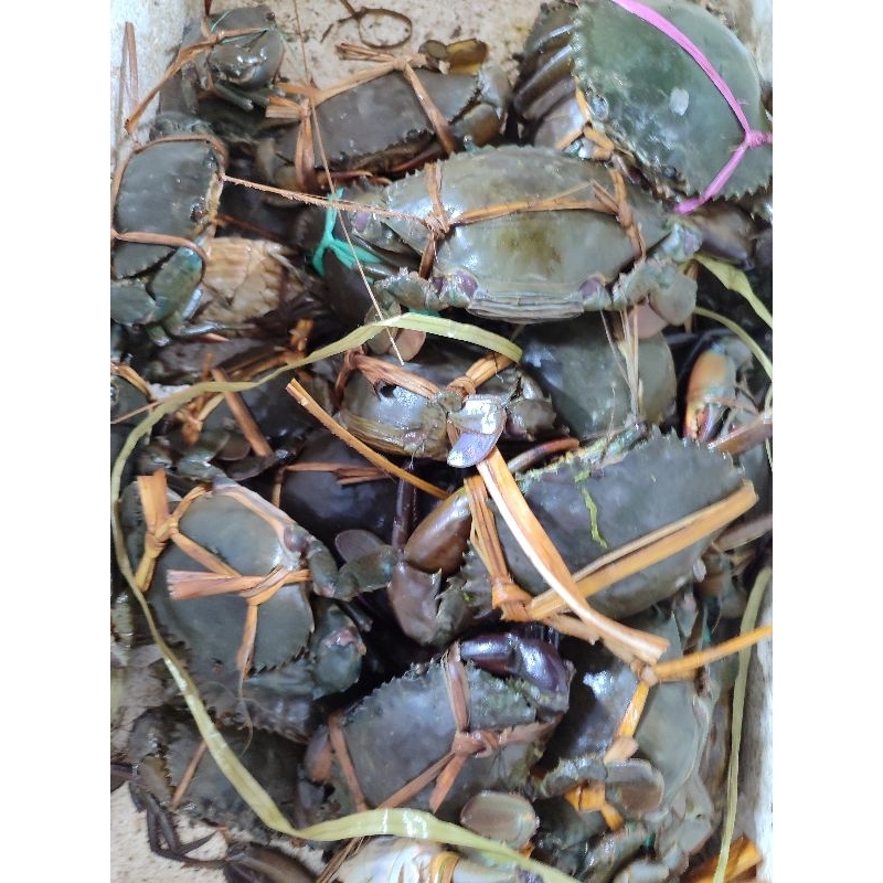 

KEPITING HIDUP 1 Kg