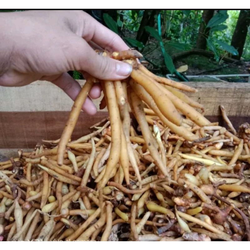 

Temu Kunci Rempah Herbal Fresh