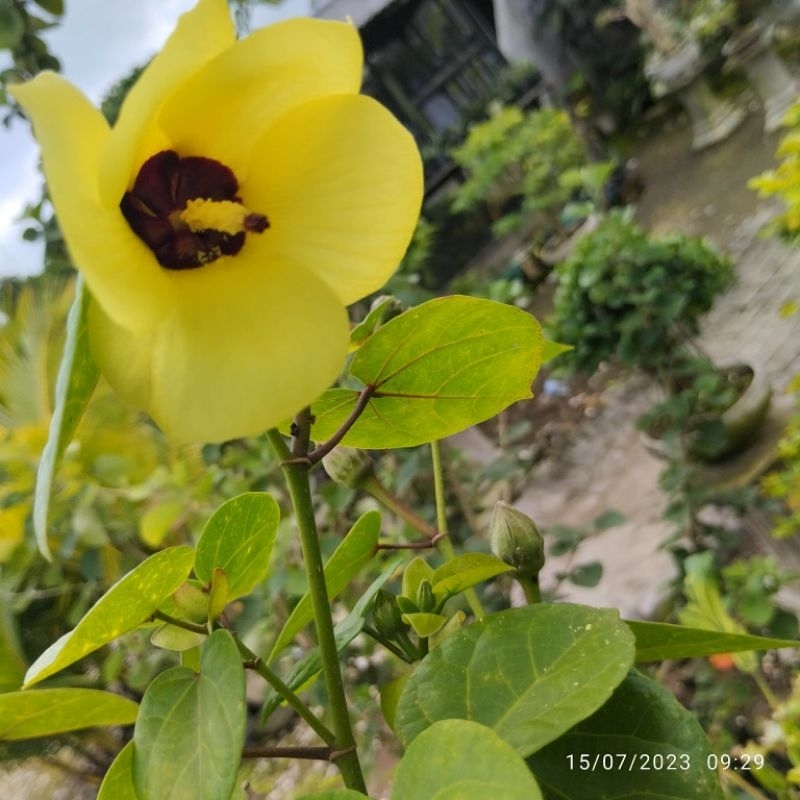 bahan bonsai waru vietnam