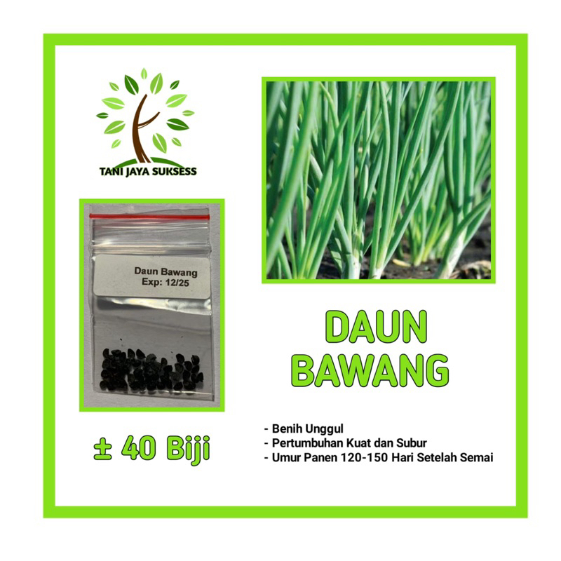 40 Benih Daun Bawang Benih Daun Bawang Unggul Berkualitas Daun Bawang Bibit Sayuran