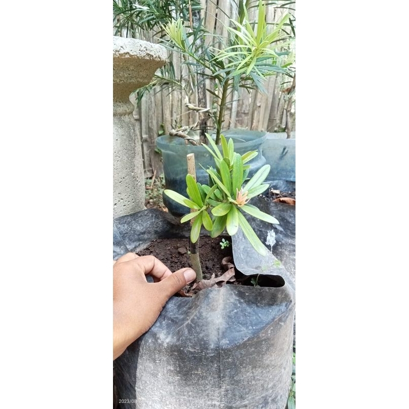 lohansung pucuk pink import langka