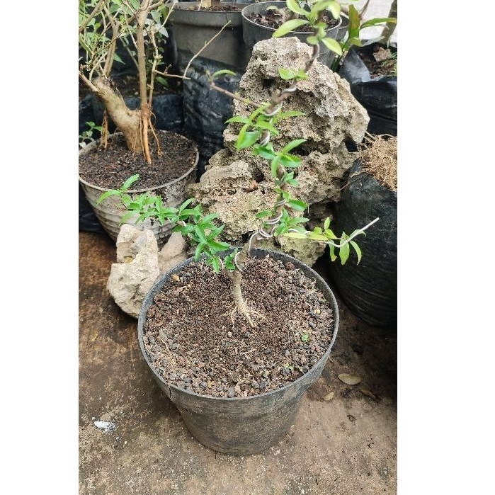 bonsai anting putri mikro programan