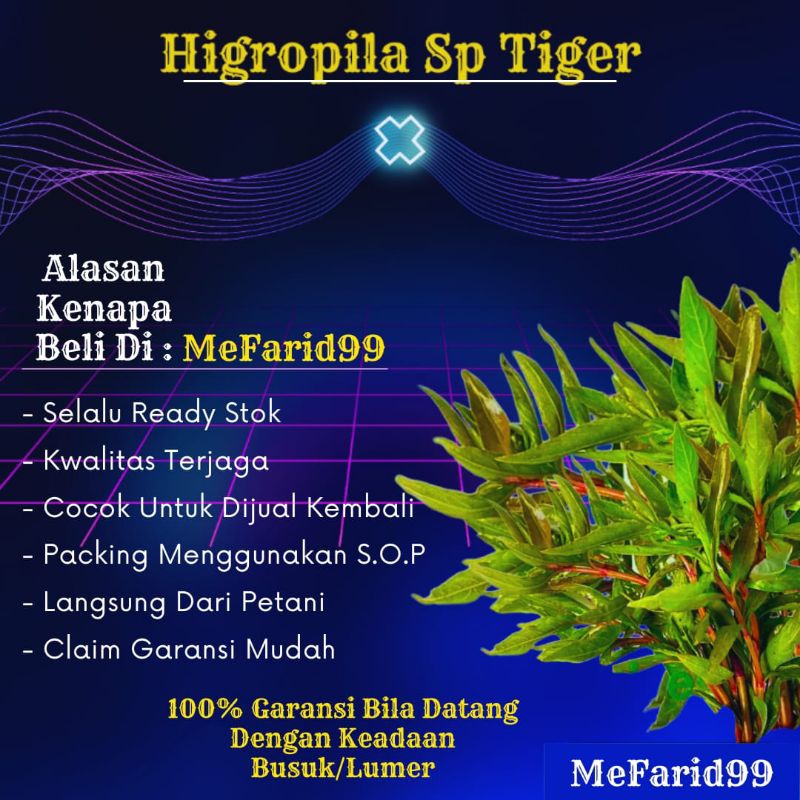 Higropila Sp Tiger Tanaman Aquascape Tanpa Co2 (Tanaman Aquascape Tumbuhan Air Dekorasi Akuarium)
