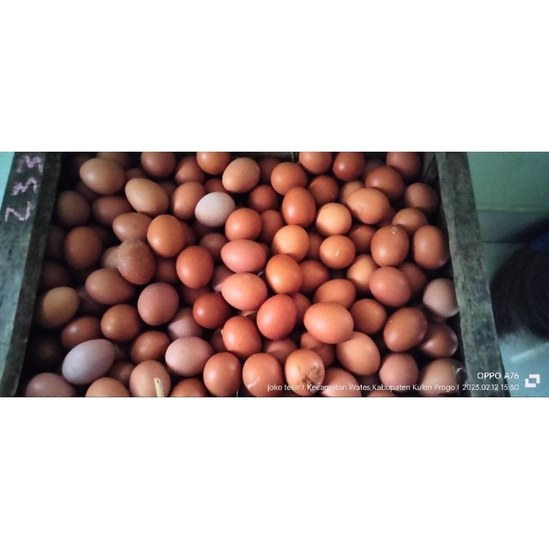 

fresh telur khusus area wates kulonprogo