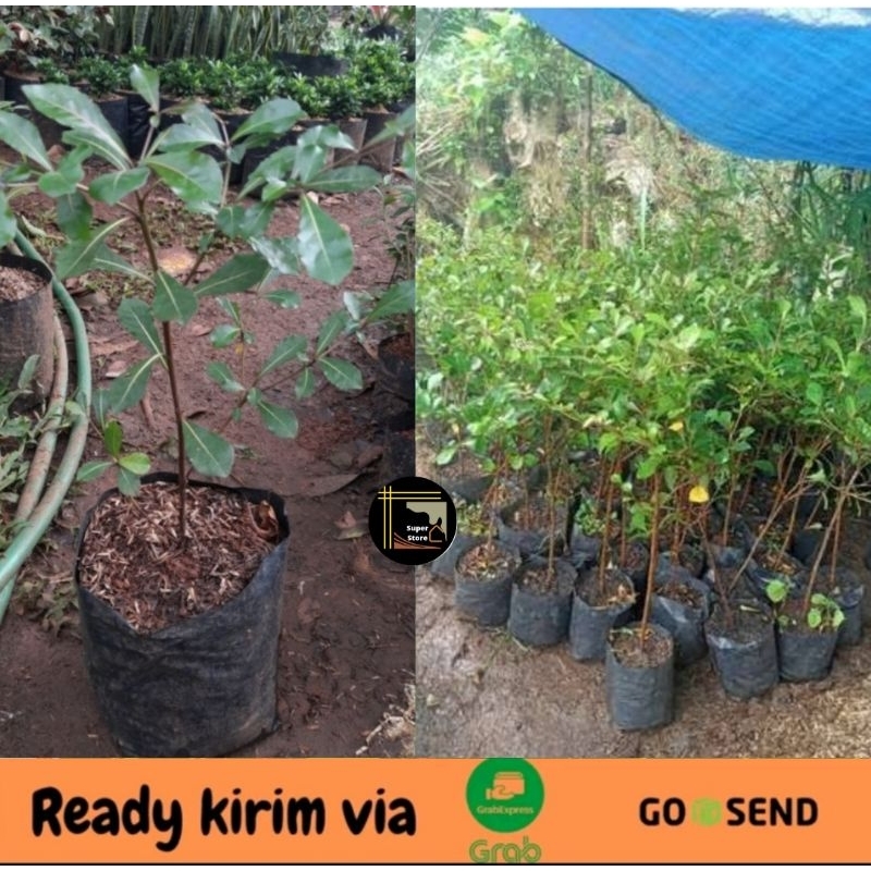 Ketapang Kencana - Ketapang Kencana Rimbun