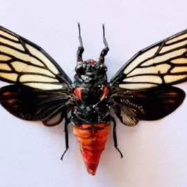 Awetan Serangga Kering Insect Cicadas Tonggeret