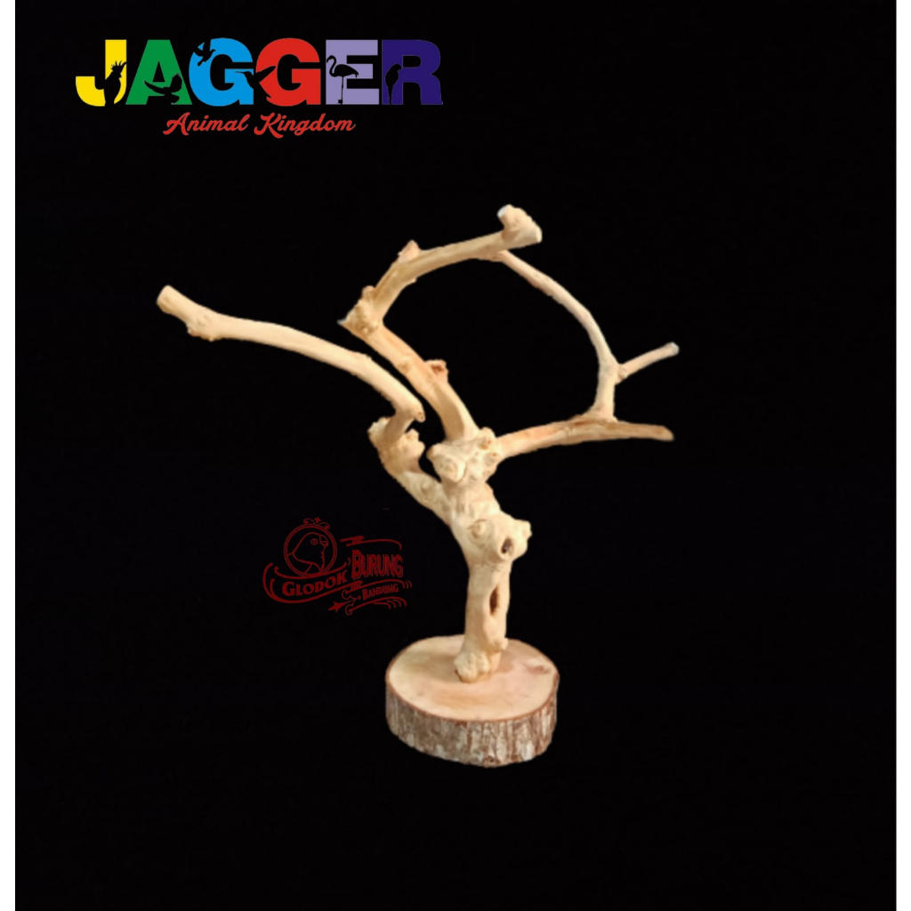 TANGKRINGAN PARROT POHON KOPI ALAS KAYU NATURAL UNTUK BURUNG SUNCONURE FALK AFGREY KAKATUA IGUANA SG