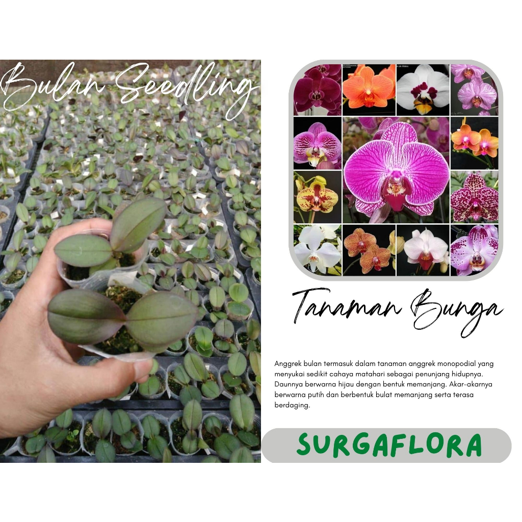 Seedling Anggrek Bulan Taiwan Hybrid