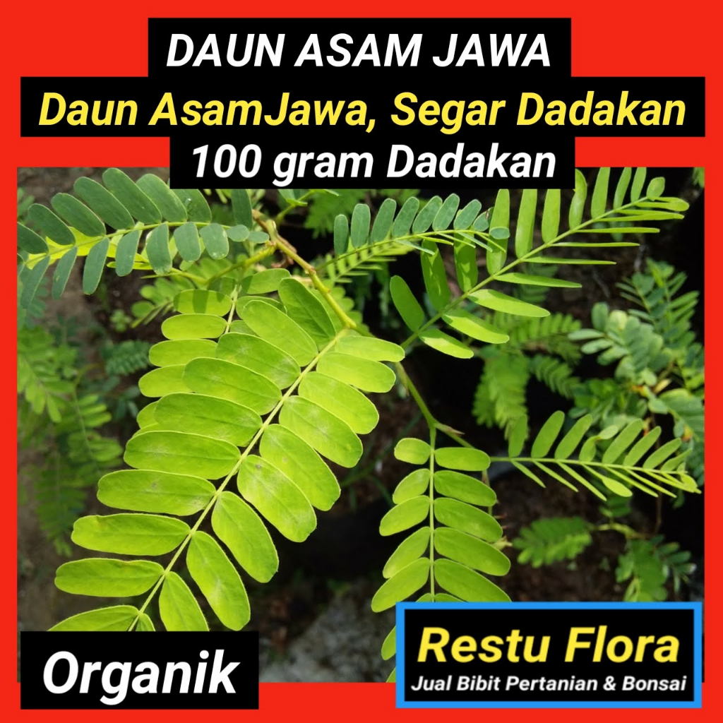 

Daun Asam Jawa Segar Organik 100gram
