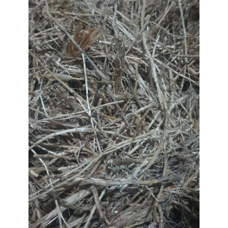 

Akar Alang Alang Kering 1Kg