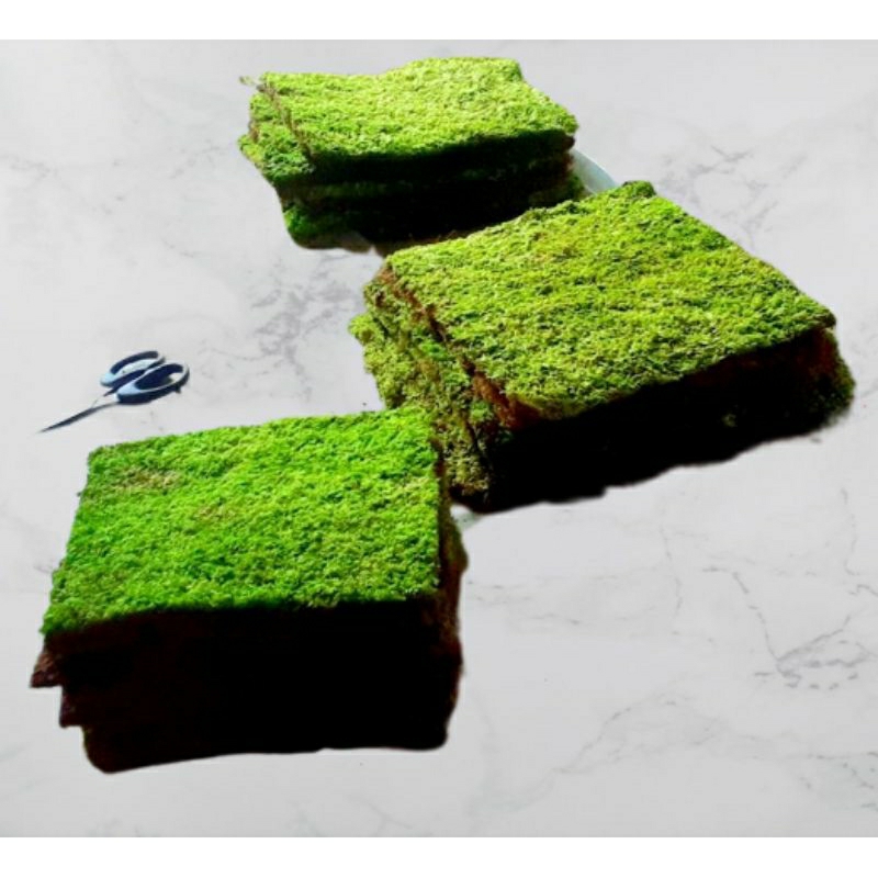 moss weeping darat