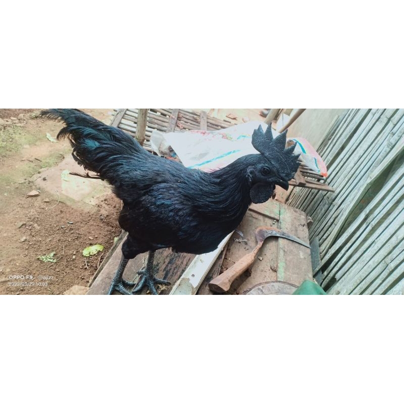 ayam cemani lidah hitam usia 5 bulan / cemani lidah hitam usia 5 bulan