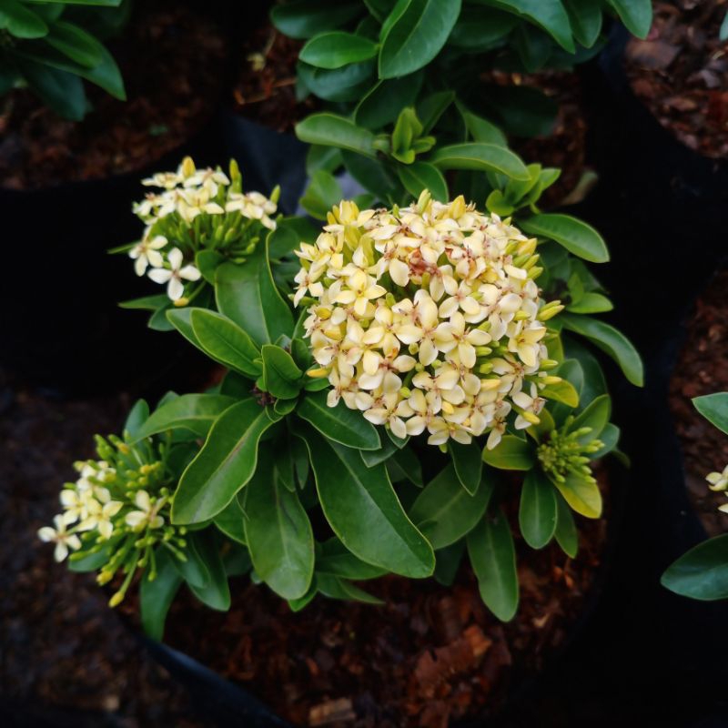 Pohon Asoka Jambon Bunga kuning - Tanaman Hias Bunga Asoka jambon kuning - Bunga asoka - bunga - aso