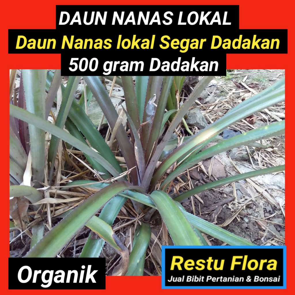 

Daun Nanas Lokal Segar Organik 500gram