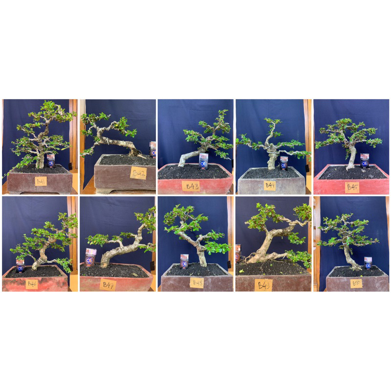 KODE B (PART 3) Bonsai Hokiantea Hokianti Batang Besar Siap Pajang