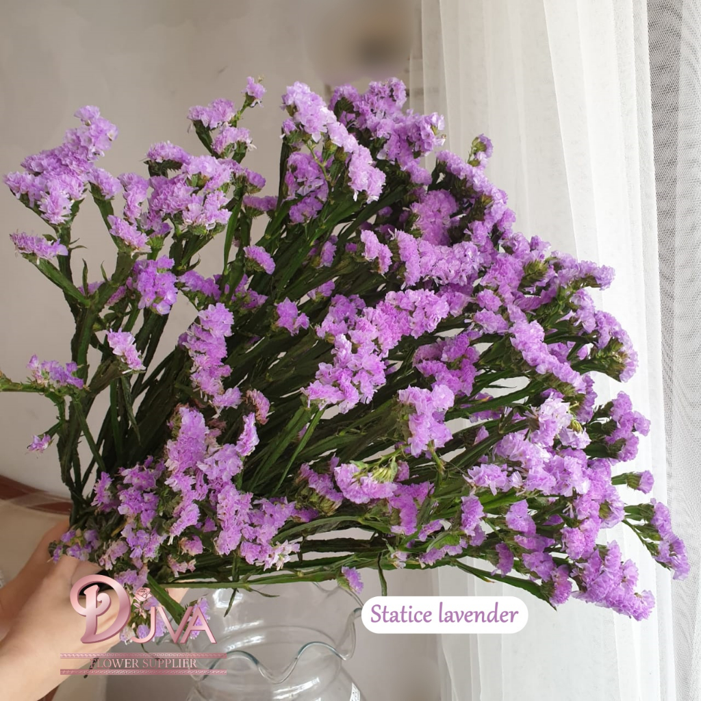 Bunga Potong Statice Fresh Flower Dekorasi Bunga Hias