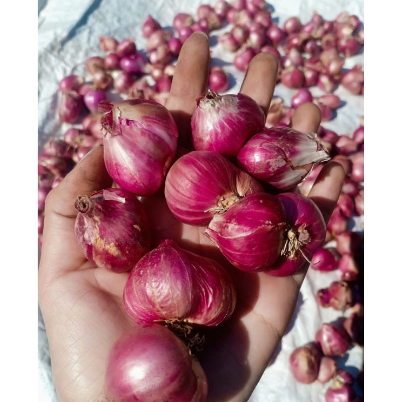 

Bawang merah ikat khas probolinggo