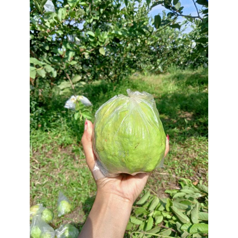 

Jambu Kristal Asli Kebumen [1 buah]