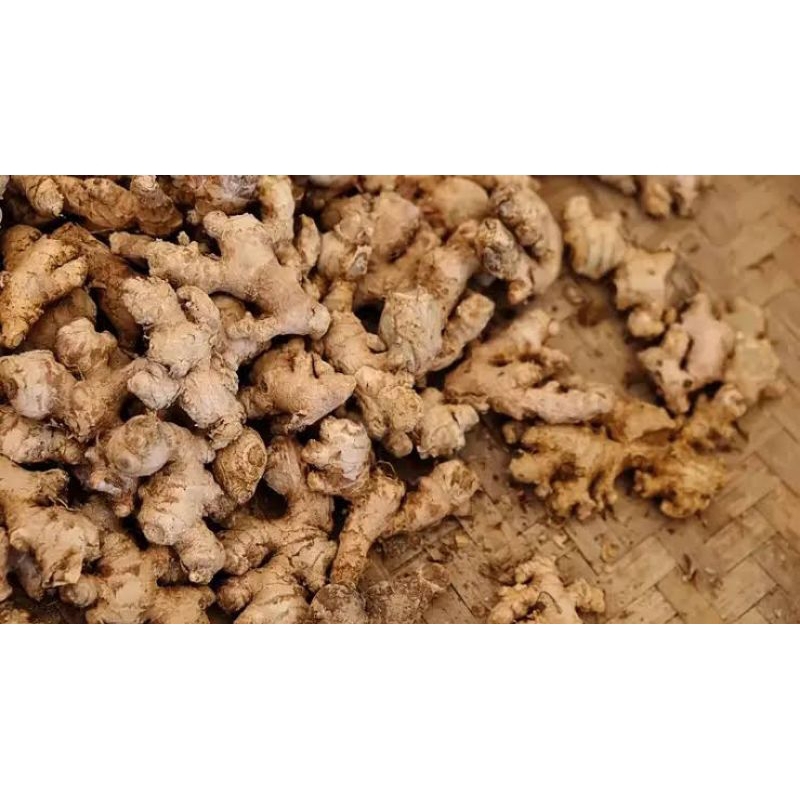 

Jahe Emprit 1Kg Asli Blitar / Grosir Jahe