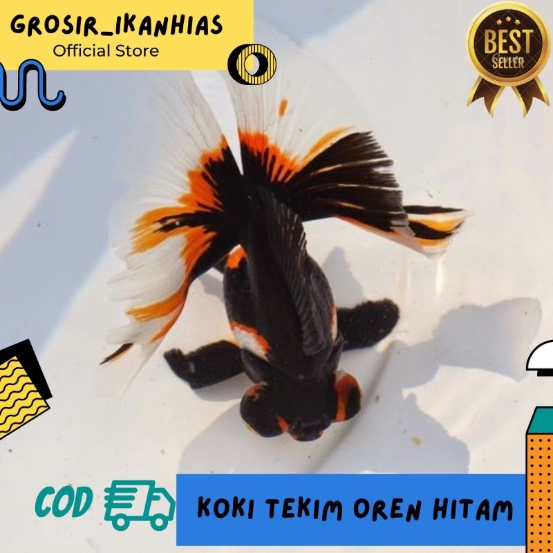 Hiasan Aquarium IKAN KOKI TEKIM OREN HITAM SZ JEMPOL KAKI MURAH DAN BAGUS