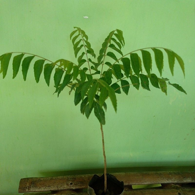 bibit salam koja daun kari