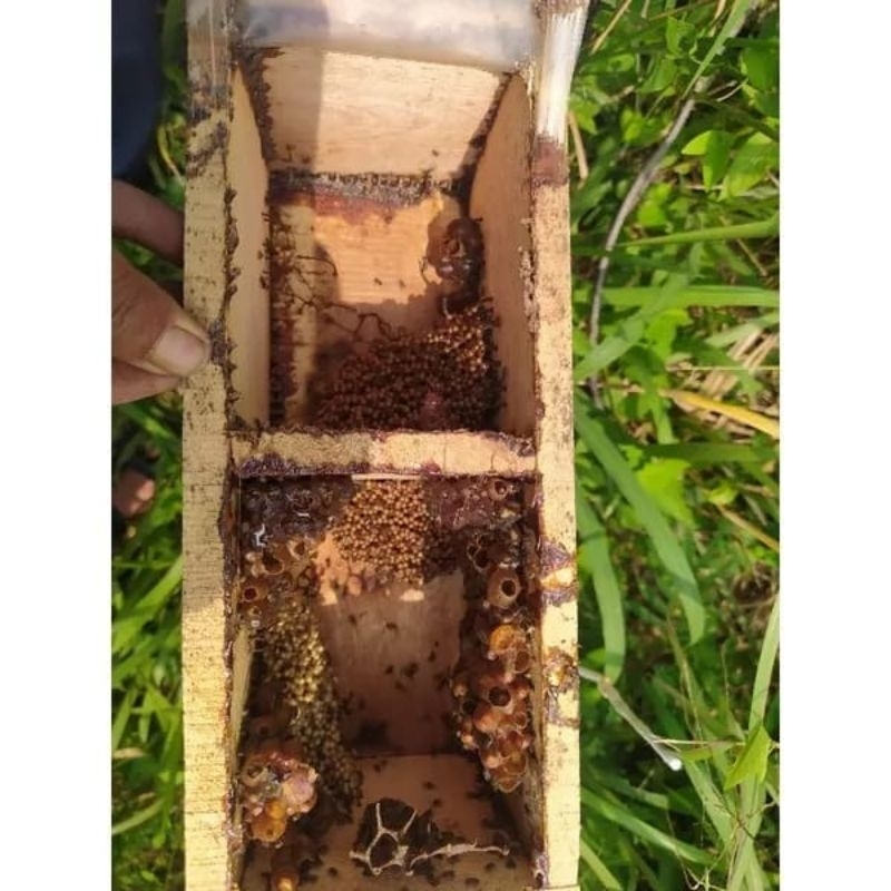 BIBIT LEBAH KLANCENG SUPER