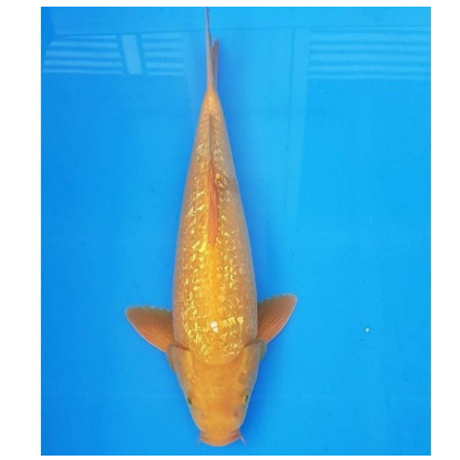

koi ogon caramel size 13-15cm immapara24