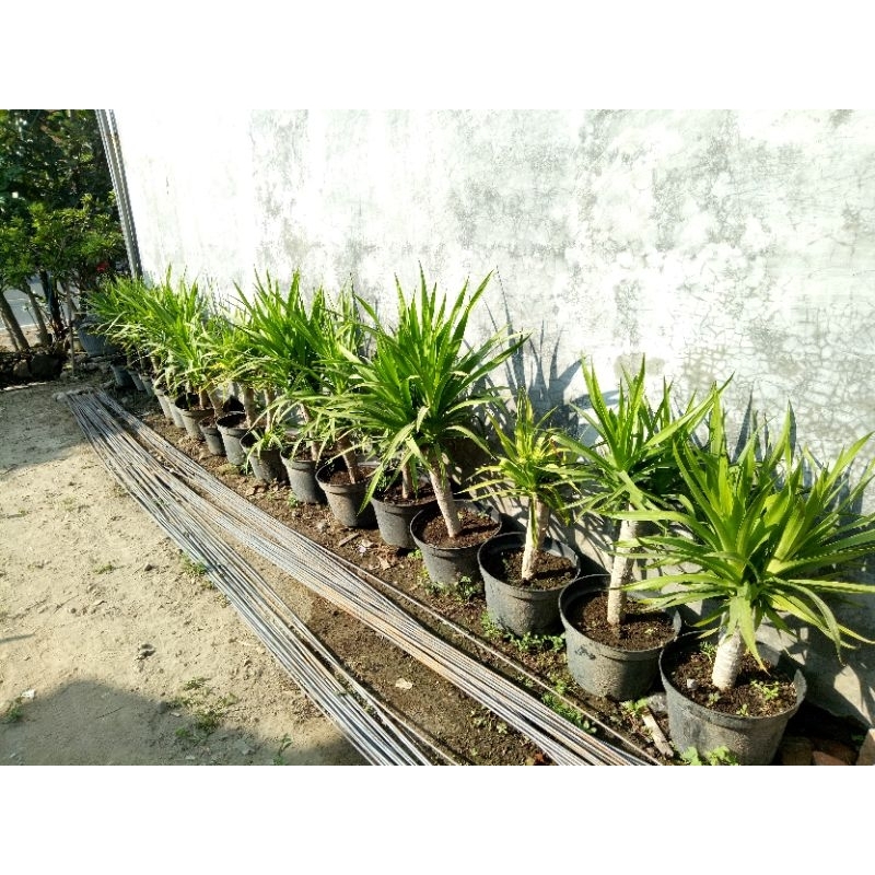 pandan bali bercabang