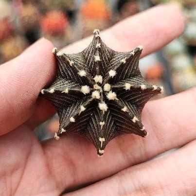 Kaktus Gymno Gymnocalycium VOS 1241