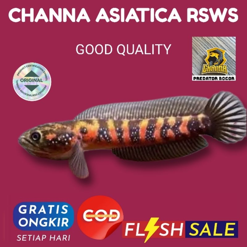 chana asiatica RSWS size 8-10cm grade A single tank hiasan aquarium