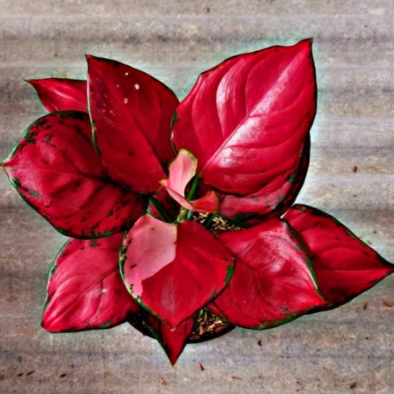 Aglonema Red Queen Daun Bulat Mutasi Super Red - tanaman hias hidup - bunga hidup - bunga aglonema -