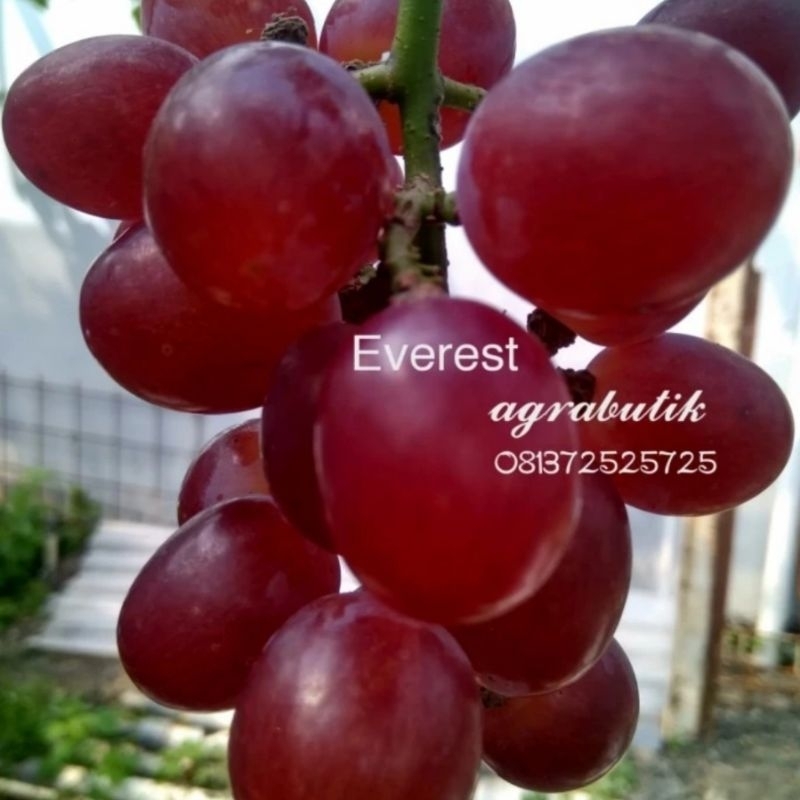 Paket Entress anggur Import murah agra