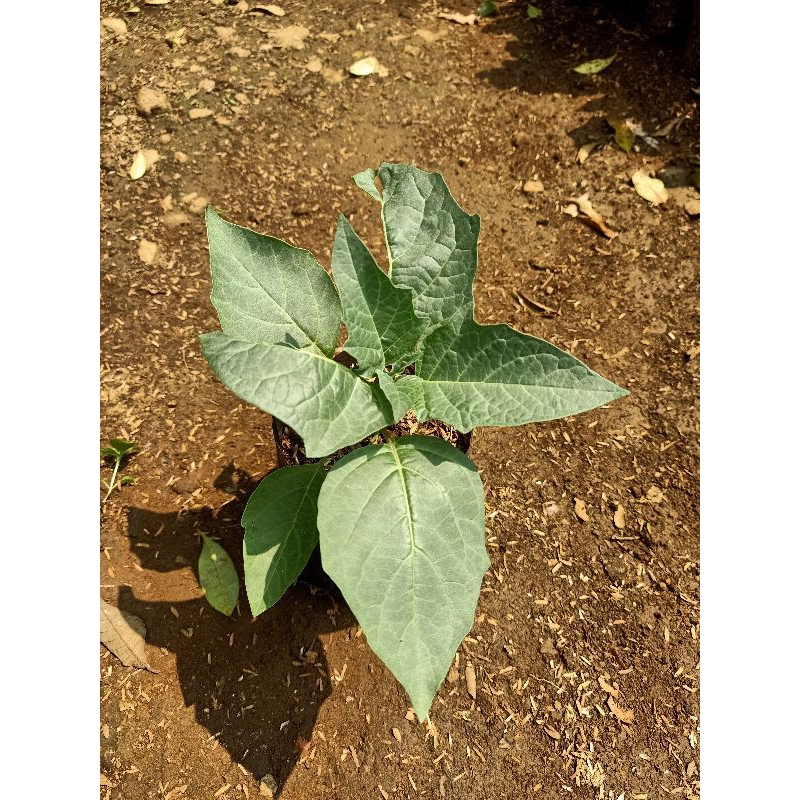 jual bibit kecubung ungu